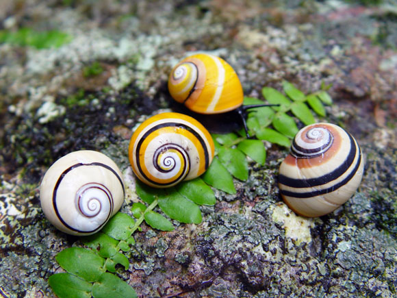Polymita picta nigrolimbata Baracoae